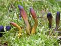 cordyceps sinensis